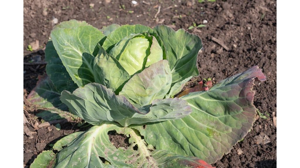 cauliflower in field