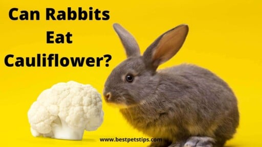 Can Rabbits Eat Cauliflower? All You Need To Know