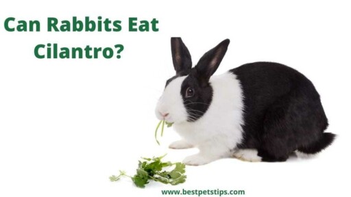 Can Rabbits Eat Cilantro? All You Need To Know