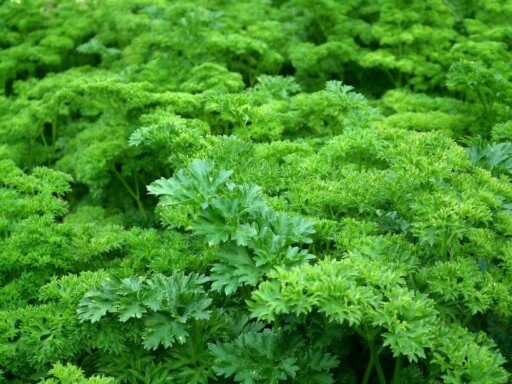 Parsley, Leaves, Green, Herbs, Green Herbs
