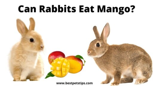 Can Rabbits Eat Mango? All You Need To Know