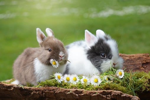 Rabbits, Easter, Rabbit, Mammal, Nature