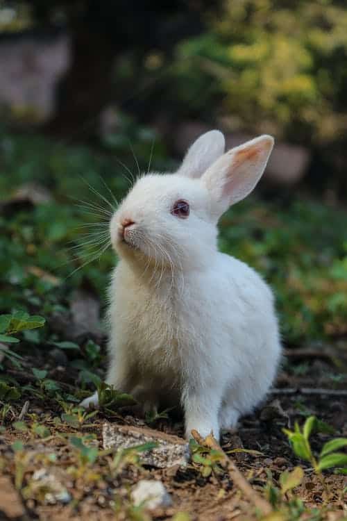 White rabbit in forest