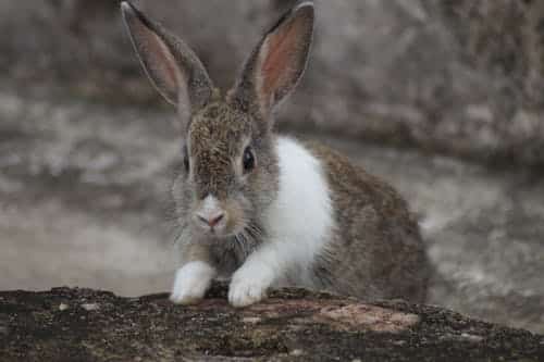 Selective Focus Photo of a Cute Rabbit