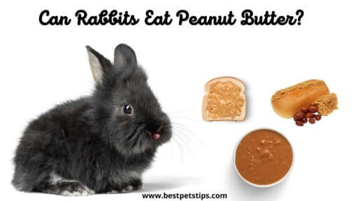 Can Rabbits Eat Peanut Butter? All You Need To Know