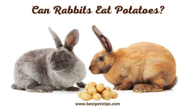 Can Rabbits Eat Potatoes? All You Need To Know
