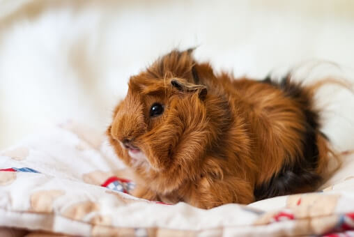 Domestic rodent looking at the camera. A male Peruvian guinea pig looks at a light blanket. Fluffy guinea pig of red color with black spots. Pet care.