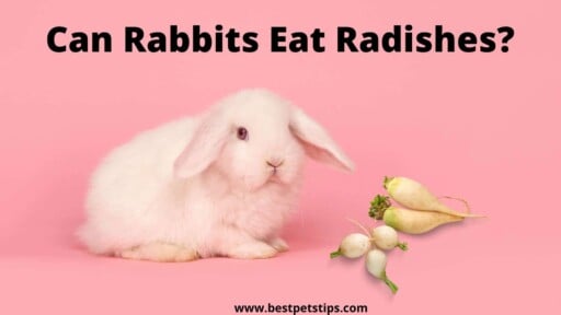 Can Rabbits Eat Radishes? All You Need to Know