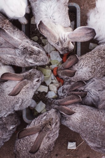 Rabbits having their meal 