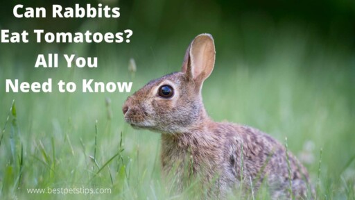Can Rabbits Eat Tomatoes? All You Need to Know