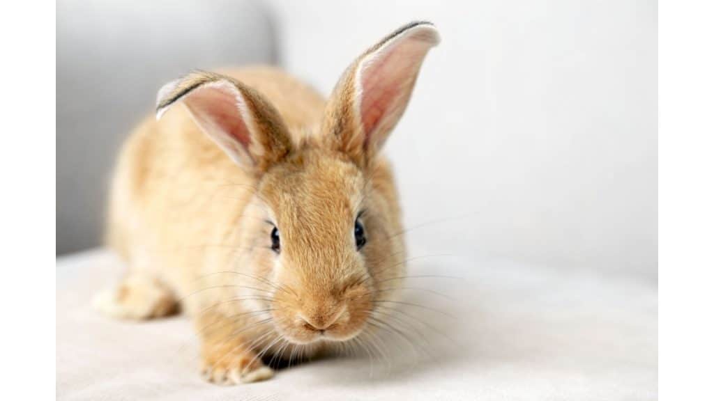 can rabbits eat zucchini