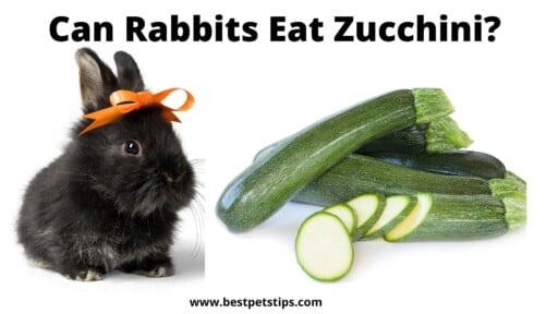 Can Rabbits Eat Zucchini? All You Need To Know