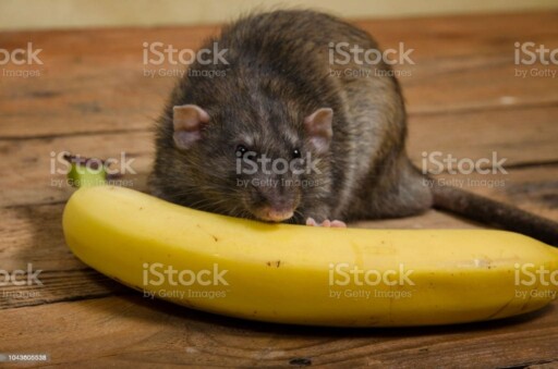 Can Rats eat bananas