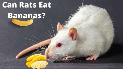 Can Rats Eat Bananas? What You Need to Know!