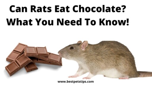 Can Rats Eat Chocolate? What You Need to Know!