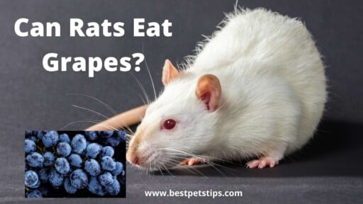 Can Rats Eat Grapes?