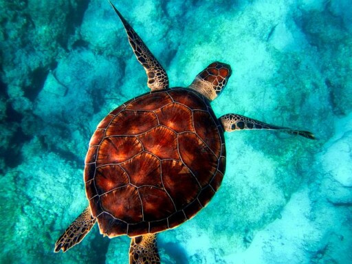 Sea, Turtle, Diving, Animal