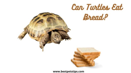 Can Turtles Eat Bread? All You Need To Know