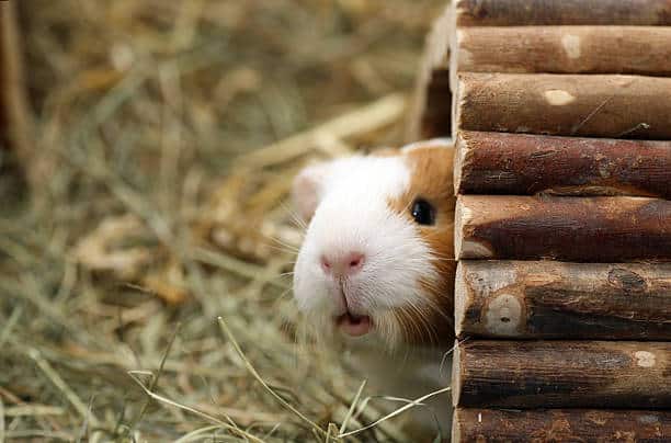 Curious guinea pig looking around the corner carefully