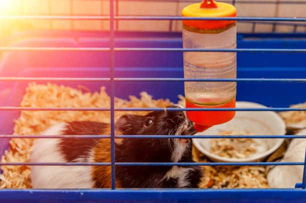 Tricolor guinea pig in a cage drinks water. Photo with flare