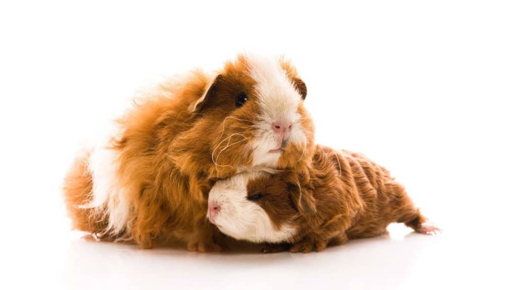can you give guinea pigs a bath