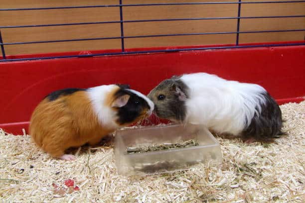 Two guinea pigs in a cage