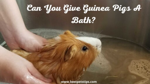 Can You Give Guinea Pigs A Bath? All You Need To Know?