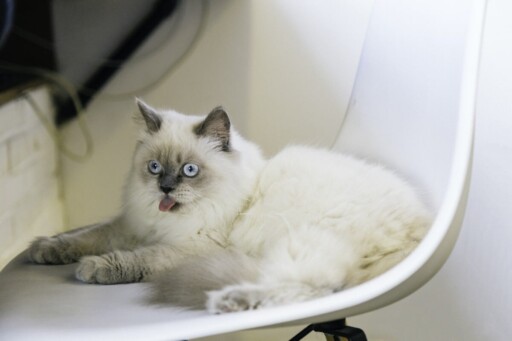 Can You Put A Cat On A Leash