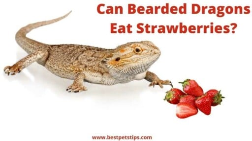 Can bearded dragons eat strawberries? All You Need To Know