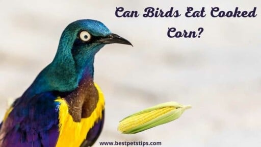 Can birds eat cooked corn? All You Need To Know