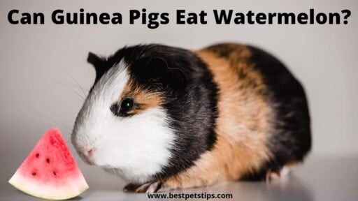 Can guinea pigs eat watermelon? All You Need to Know!