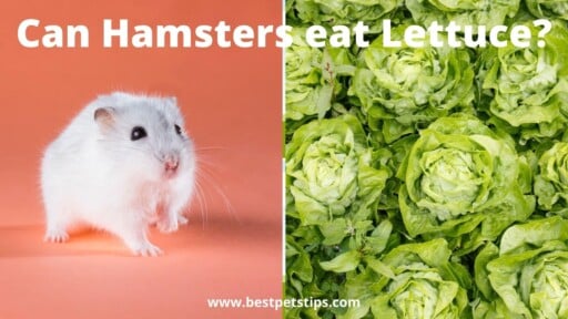 Can hamsters eat Lettuce? What you need to know