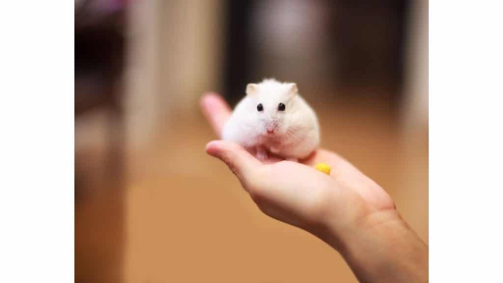 Dwarf Hamster