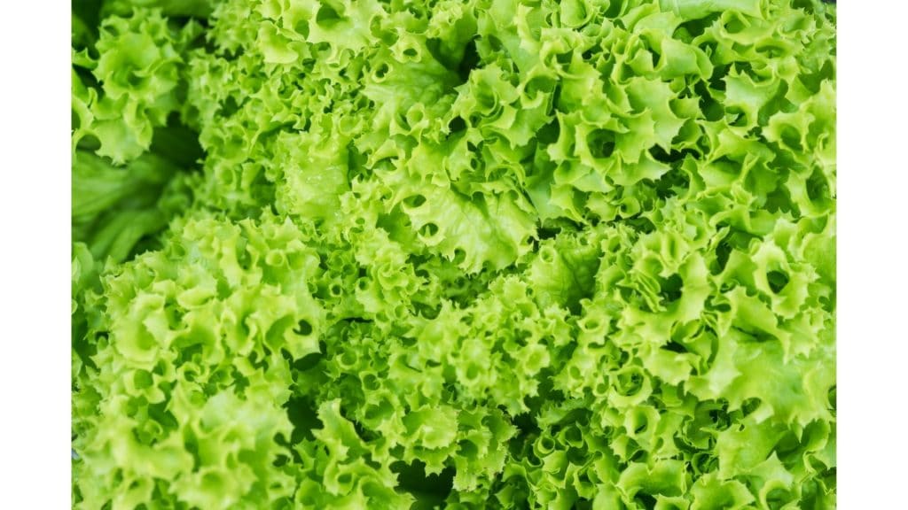 lettuce