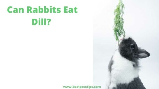 Can rabbits eat Dill? All you need to know?