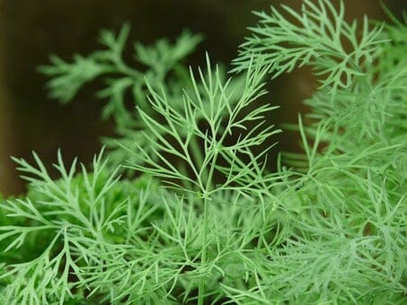 Dill, Cucumber, Aromatic Plant