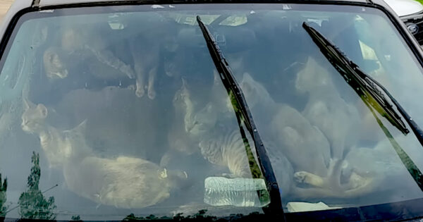 Car Found On A Hot Day With 47 Cats Locked Inside