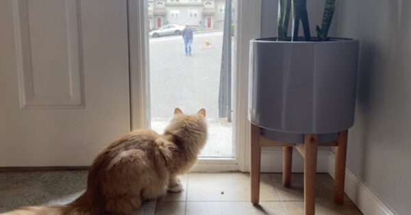 Cat Always Waits For His Buds To Come Back From Their Walks