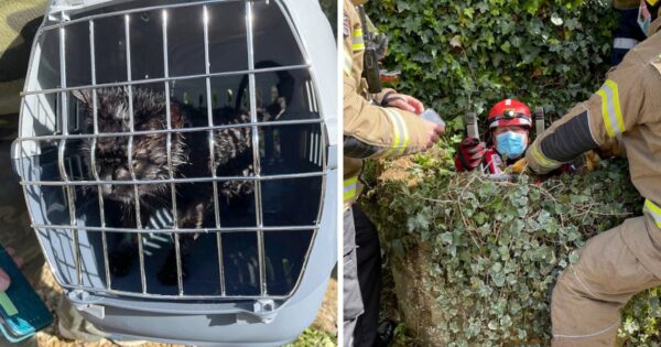 Cat Found After 10 Days In A Well Thanks To Dog Who Heard Her Cries