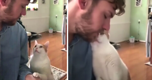 Cat Gets Emotional As Owner Serenades Her By Singing & Playing Piano