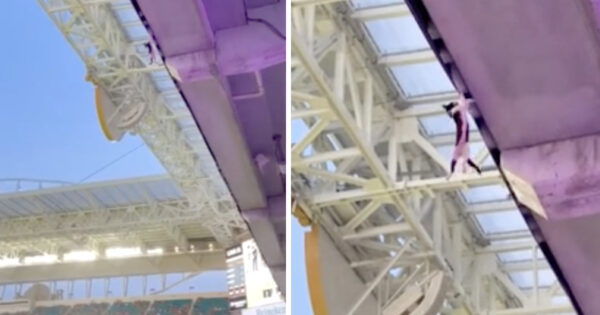 Cat Hangs On By A Claw From The Mezzanine Above, But The Fans Below Are Ready