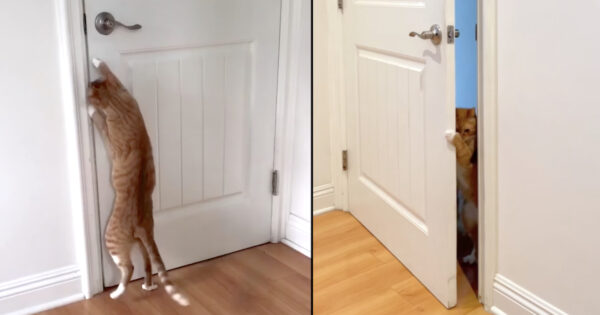 Cat Is Always Opening Doors For His Doggy Brother