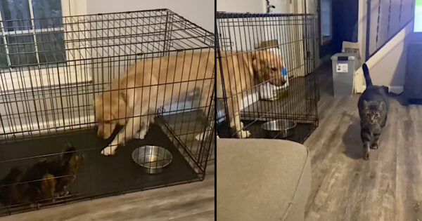 Cat Tricks Dog Into The Crate For Some Alone Time With Mom