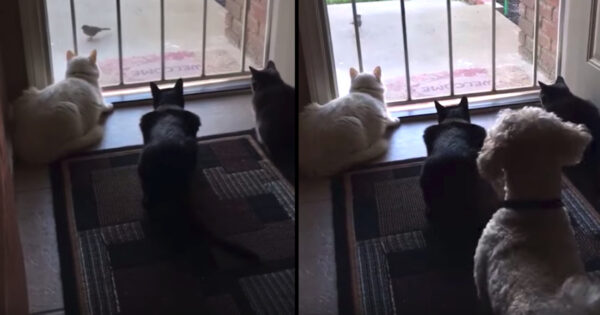Cats Are Doing Some Bird-Watching When The Dog Shows Up And Ruins It All