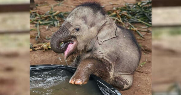 Chaba The Baby Elephant Takes Her Very First Bath