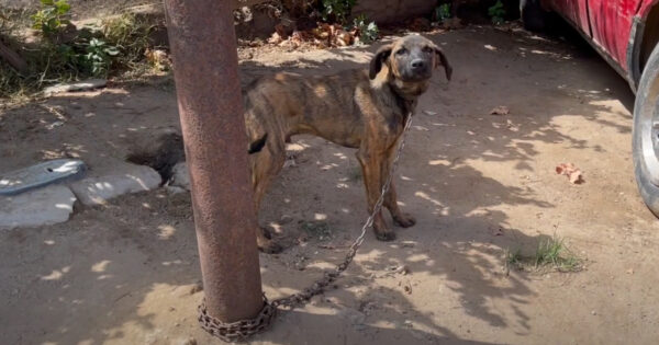Chained Puppy Tried Scaring Them With Barks, But His Collar Was Choking Him