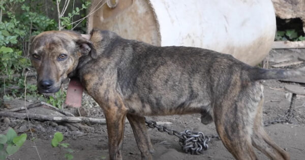 Charlie’s Rescued From Dogfighting Just In Time For His First Snowfall