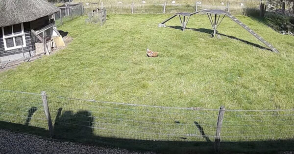 Chicken Is About To Be Attacked By A Hawk When Its Goat Friend Comes Running