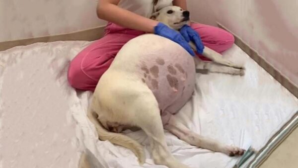 Chienne abandonnée devenue mère de 14 chiots