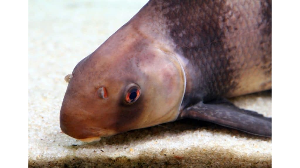 high fin banded shark